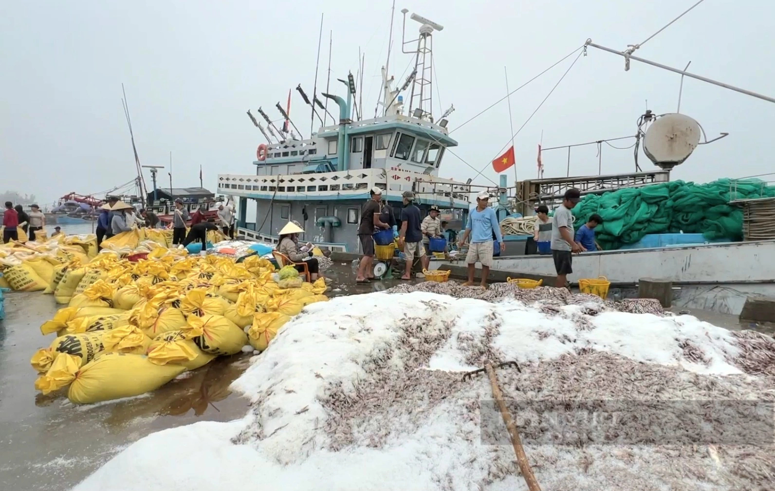 Ở vùng biển Bố Trạch của Quảng Bình có ngày dân bắt được hơn 500 tấn cá cơm, ra khơi là trúng lớn- Ảnh 1.