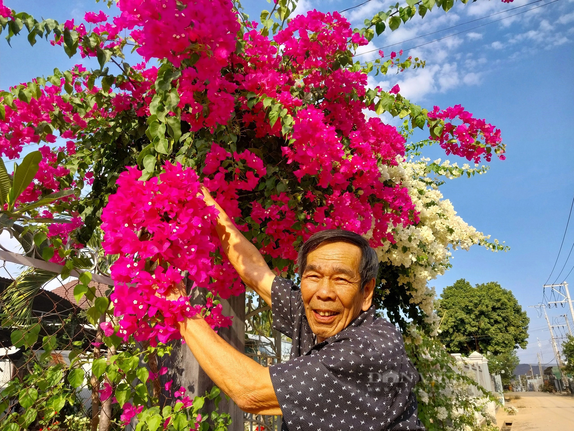 Xôn xao giàn hoa giấy hai màu đẹp như phim ở xã nông thôn mới một huyện miền núi Ninh Thuận- Ảnh 4.