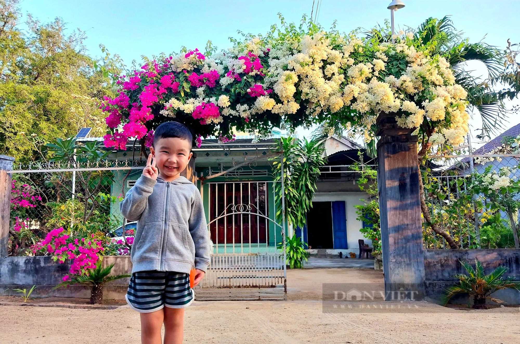 Xôn xao giàn hoa giấy hai màu đẹp như phim ở xã nông thôn mới một huyện miền núi Ninh Thuận- Ảnh 11.