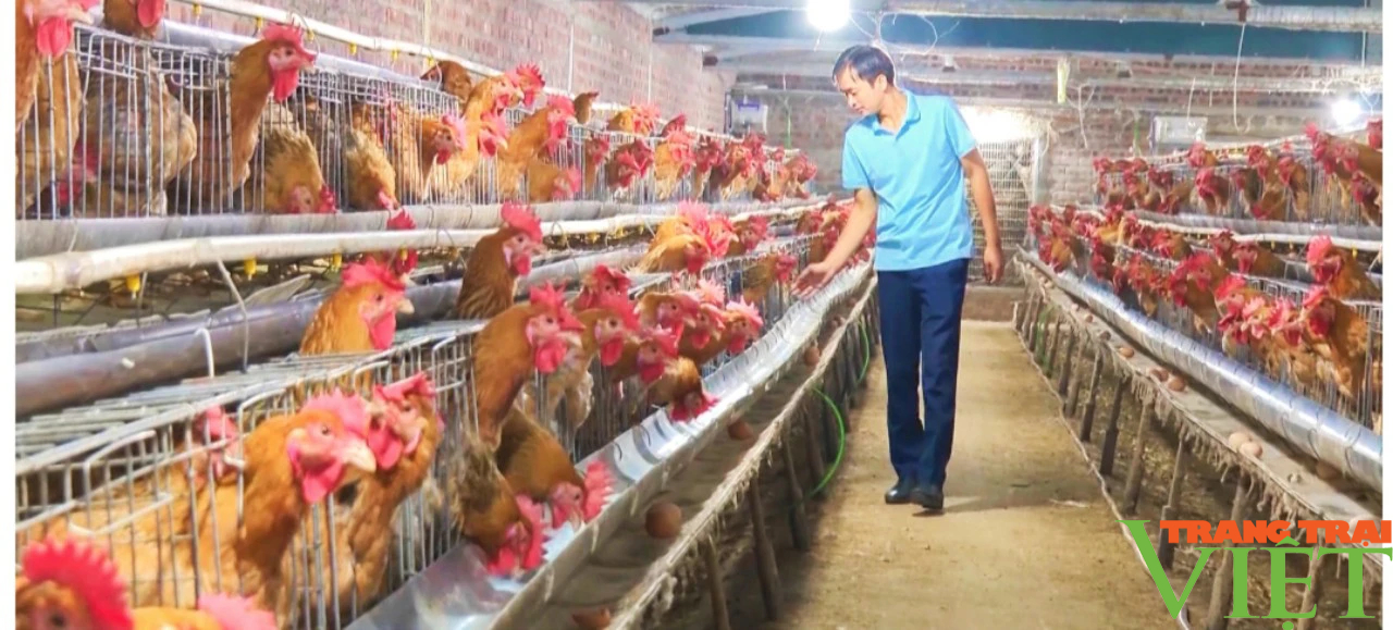Nuôi 60.000 gà giống và gà thương phẩm, anh nông dân ở Lào Cai lãi trăm triệu mỗi năm- Ảnh 2.