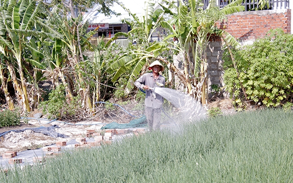 Ở Bà Rịa-Vũng Tàu, đây là các loại rau xanh tăng giá tốt nhất, nhổ bao nhiêu thương lái cũng cân hết