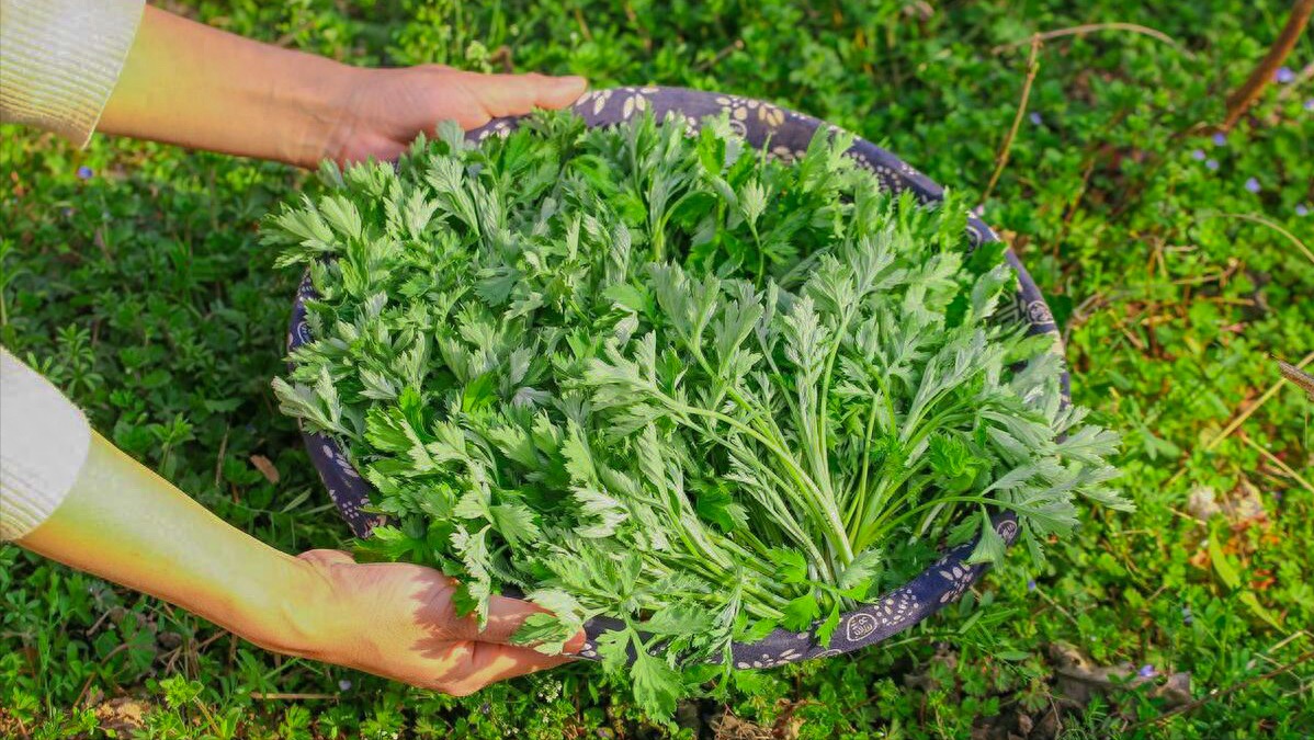 Trước Tết Thanh minh, ăn mạnh loại rau này, bổ dương, dưỡng khí huyết, tiêu ẩm, làm bánh cực ngon- Ảnh 1.