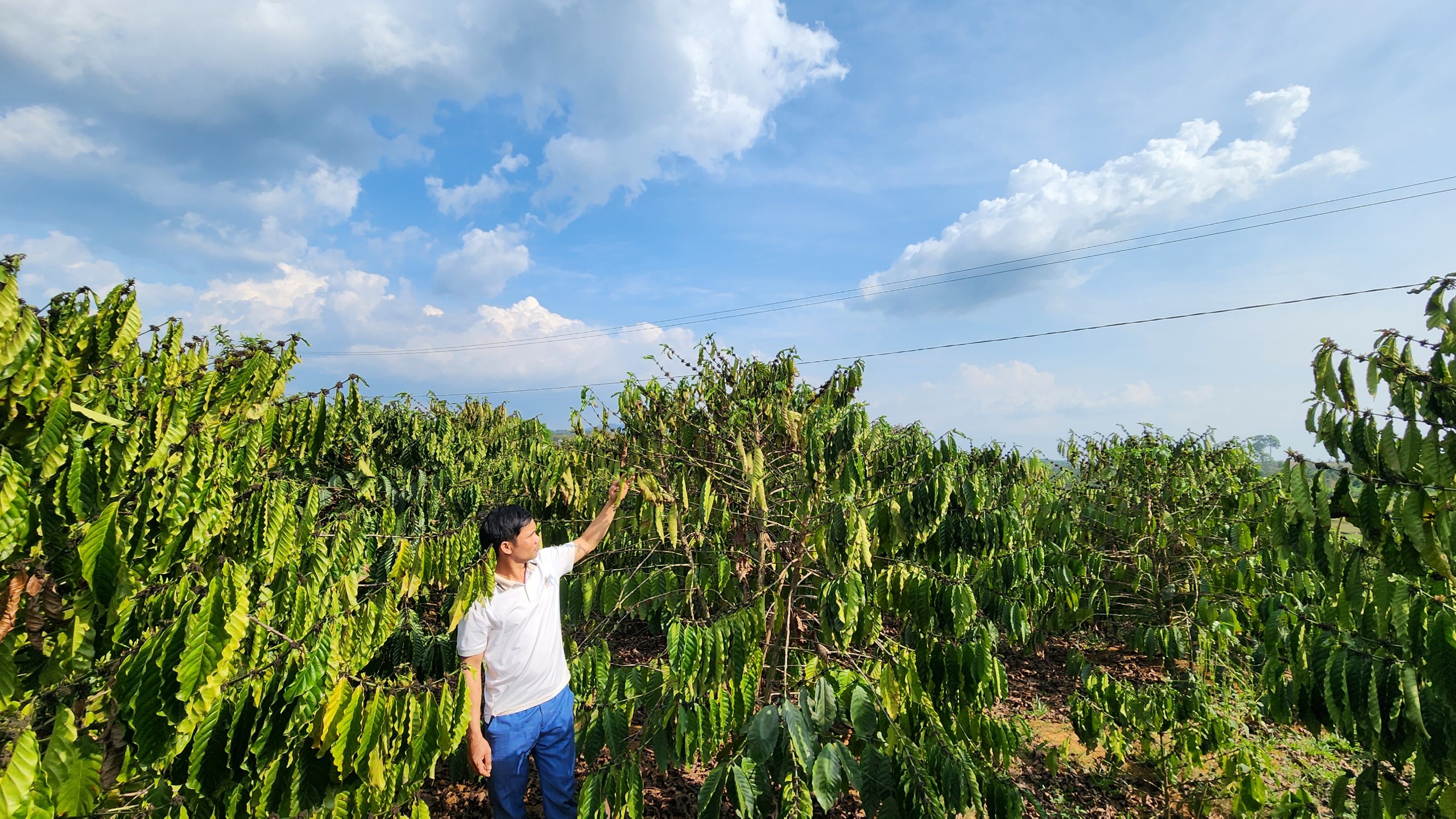 Hơn 2.100ha cây trồng tại Lâm Đồng bị ảnh hưởng bởi nắng hạn, huyện nào thiệt hại nặng nhất?- Ảnh 7.
