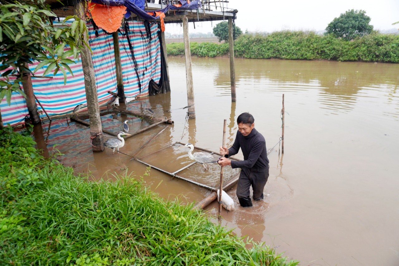 Từ việc sinh viên tử vong vì cúm gia cầm A/H5N1: Hiệp hội bảo tồn Động vật hoang dã chỉ ra hàng loạt nguy cơ- Ảnh 4.