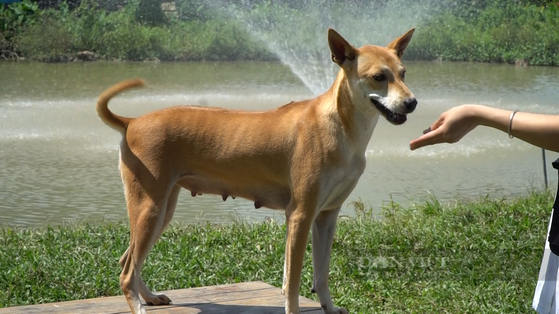 Trung bình, một con chó Phú Quốc có giá dao động từ 5 triệu đến vài trăm triệu đồng. Ảnh: Trung Hiếu