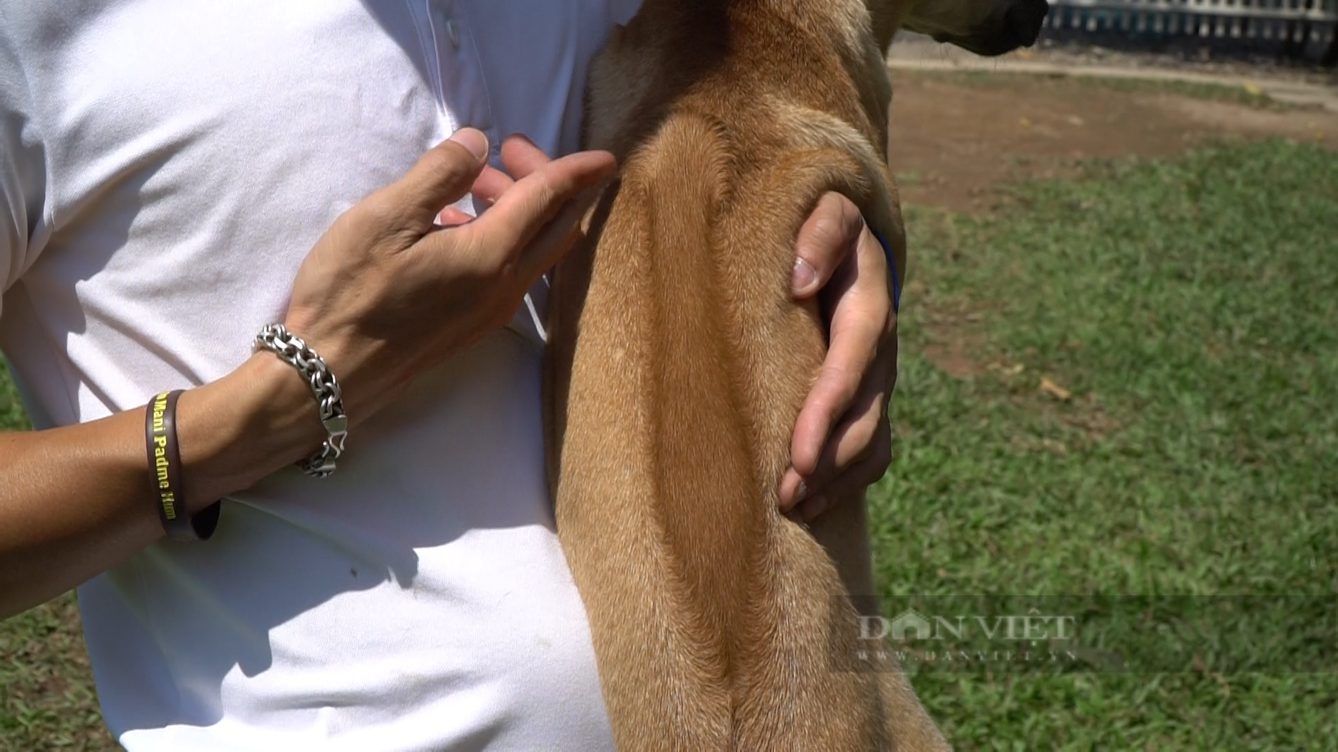 Điểm đặc biệt của chó Phú Quốc là sở hữu dải lông mọc ngược ở trên lưng. Ảnh: Trung Hiếu