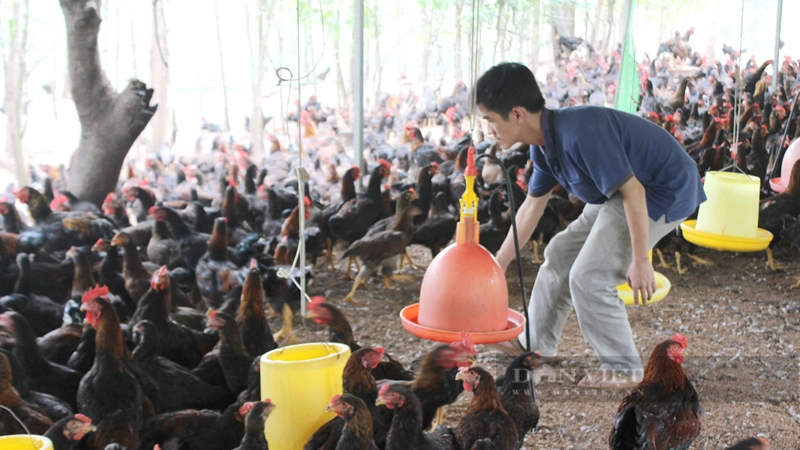Ngành chăn nuôi Đồng Nai đang nỗ lực kiểm soát dịch bệnh trên đàn gia cầm của tỉnh. Ảnh: Trần Khánh