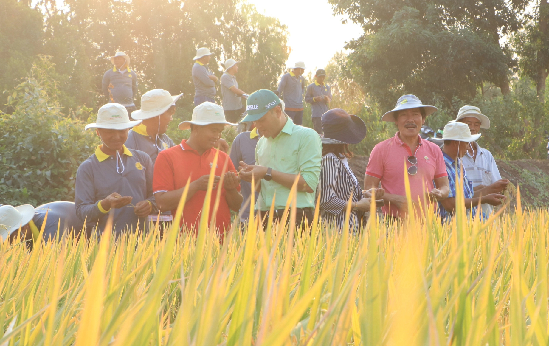 Hợp tác ba bên, giúp người trồng lúa nâng cao thu nhập- Ảnh 5.