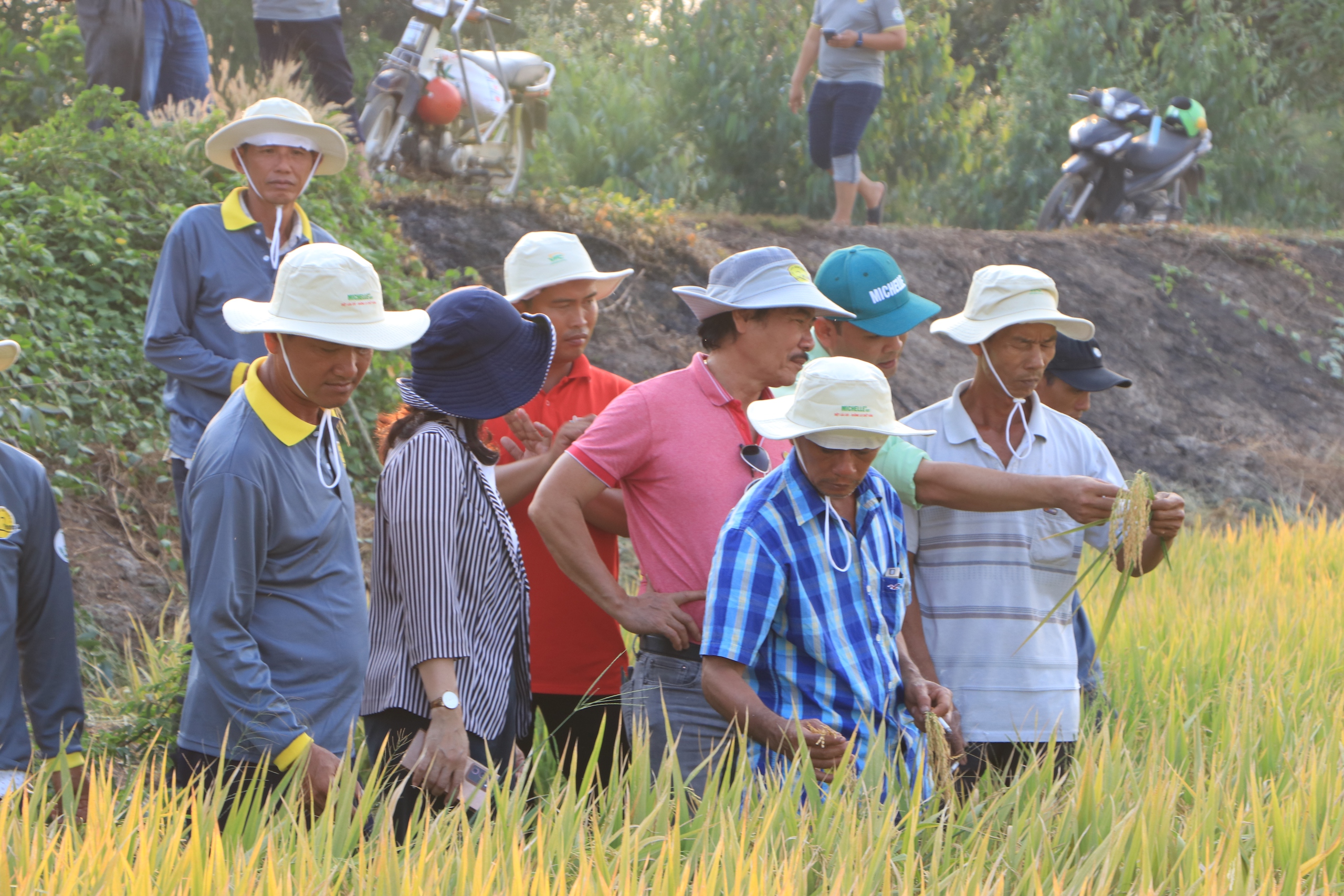 Sát ngày gặt, lúa trên cánh đồng một xã ở An Giang vẫn còn xanh, chắc hạt nhờ nông dân làm cách này- Ảnh 3.