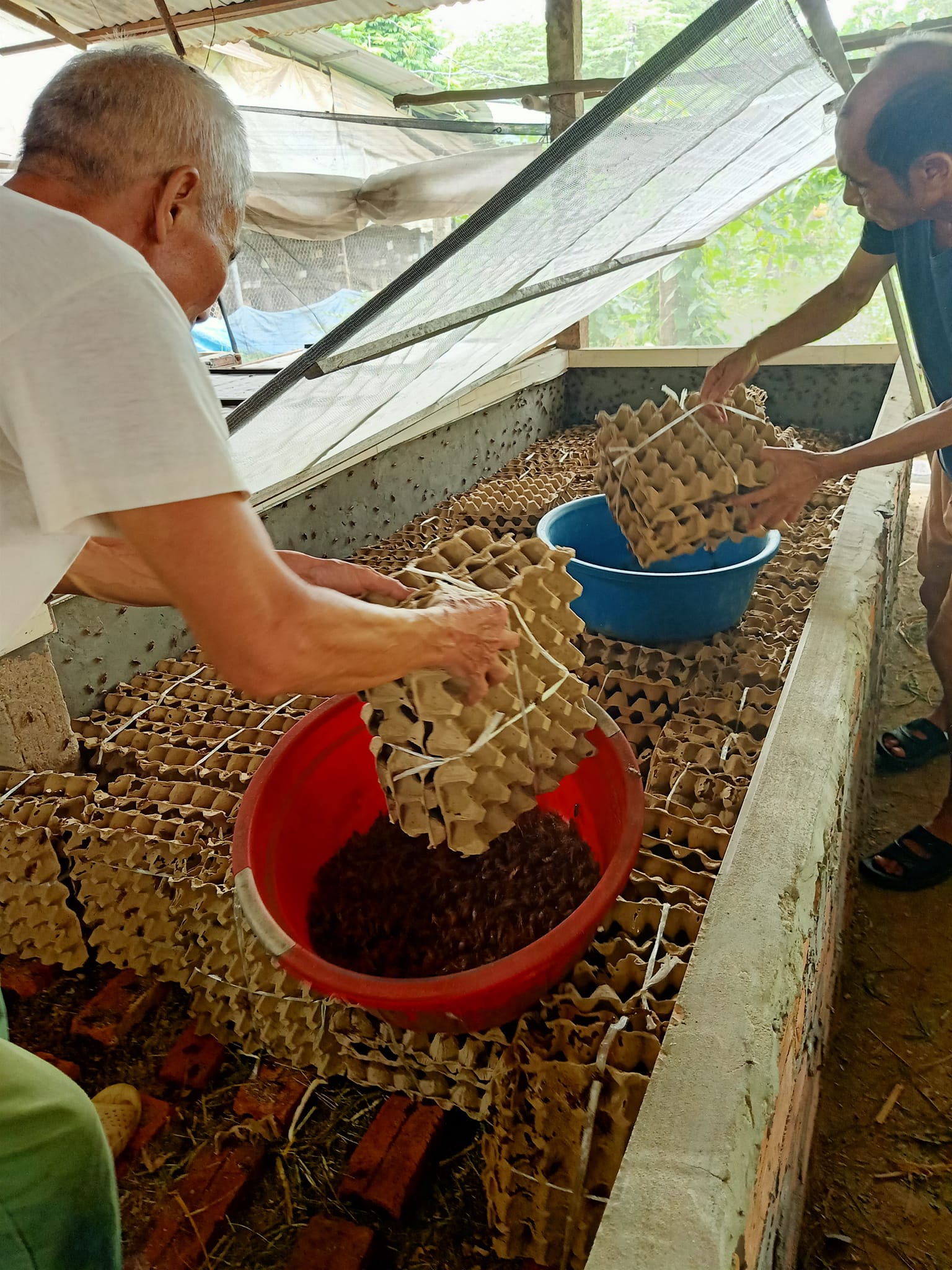 Một ông dân Phú Thọ tự trả lương cao nhờ nuôi dày đặc con "háu ăn, chết sớm", cứ 1 ô nuôi thu 3 triệu- Ảnh 3.