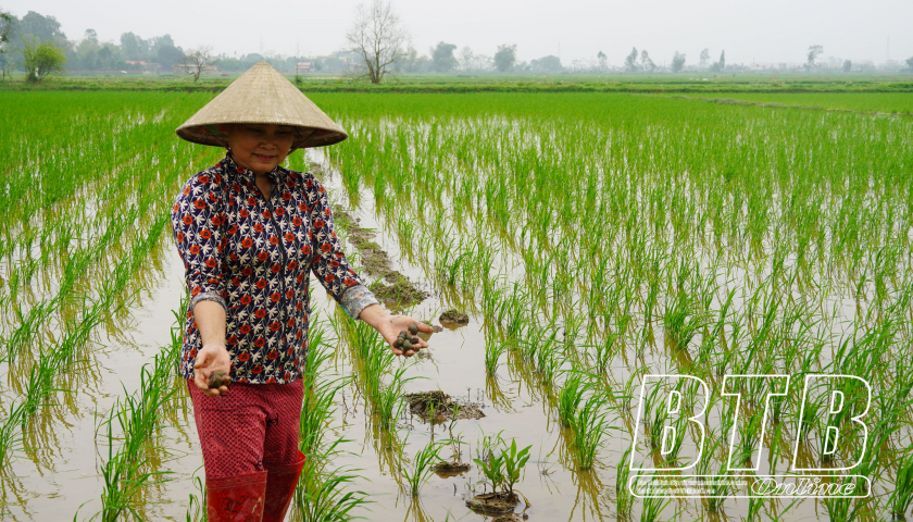 Loài sinh vật ngoại lai lại xuất hiện, nông dân một xã ở Thái Bình cần mẫn bắt bằng tay bảo vệ lúa- Ảnh 1.