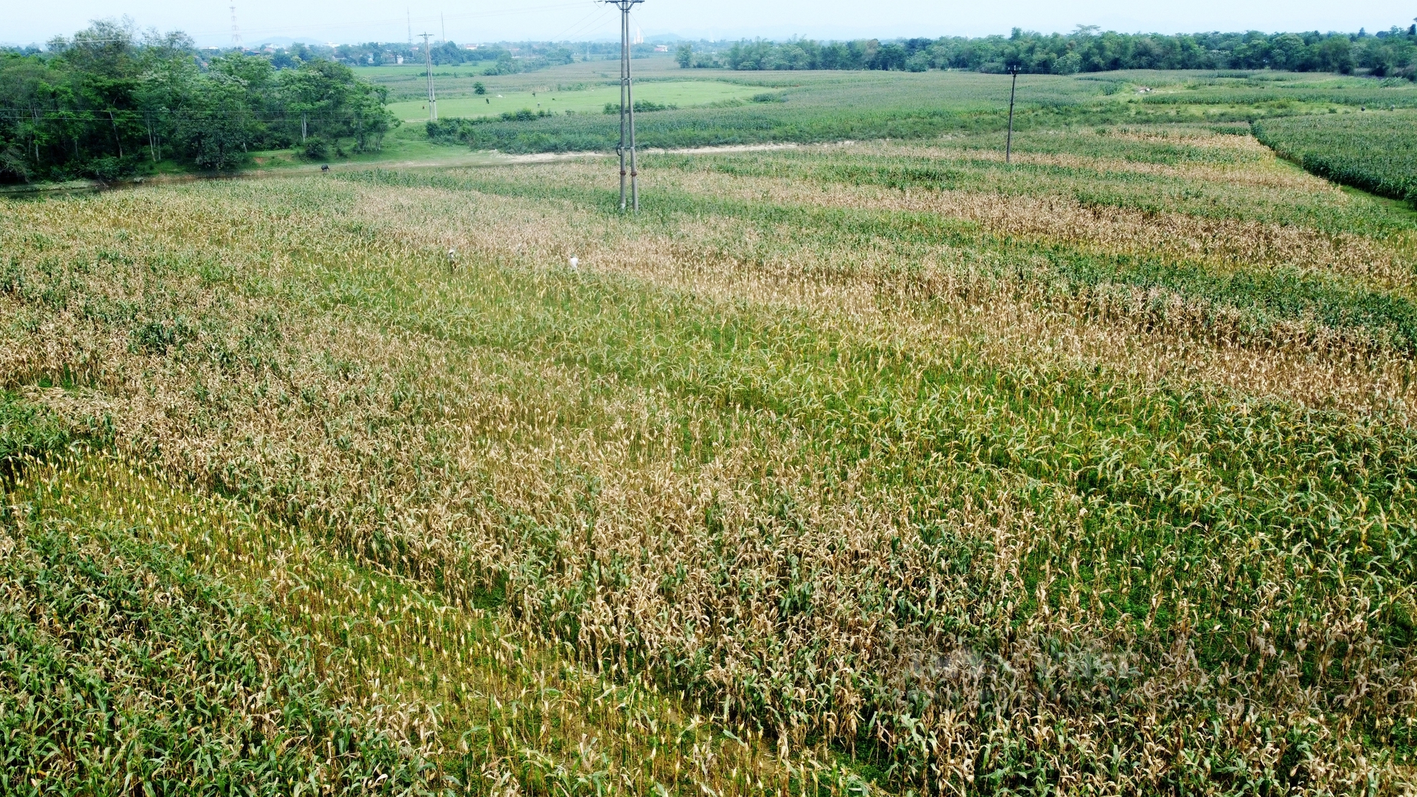 Hà Tĩnh: Hàng chục hecta ngô “chết đứng” bất thường, dân nghi ngờ do giống- Ảnh 1.