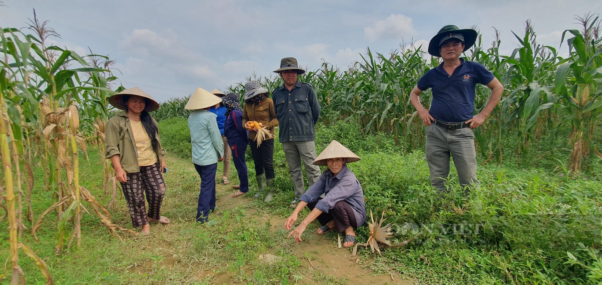 Hà Tĩnh: Hàng chục hecta ngô “chết đứng” bất thường, dân nghi ngờ do giống- Ảnh 4.