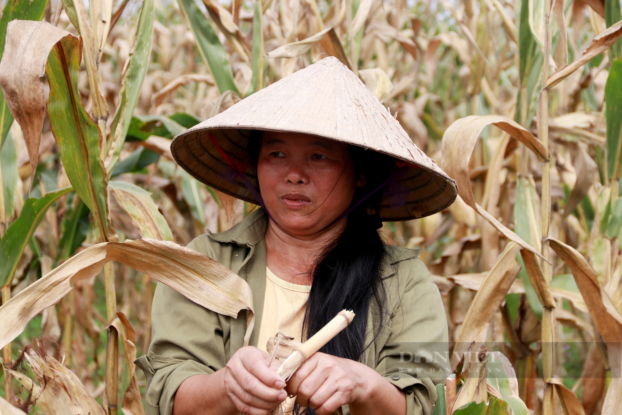 Hà Tĩnh: Hàng chục hecta ngô “chết đứng” bất thường, dân nghi ngờ do giống- Ảnh 7.