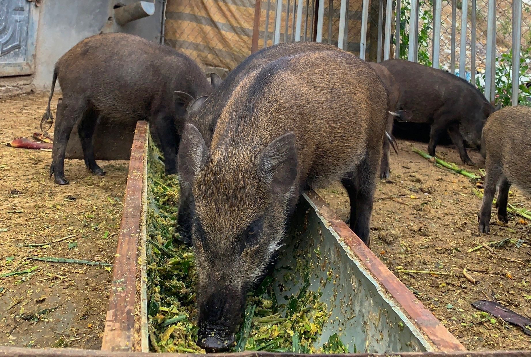 Hơn 20 con heo rừng lai mắc Dịch tả lợn châu Phi, tỉnh Lâm Đồng chỉ đạo xử lý dứt điểm- Ảnh 1.