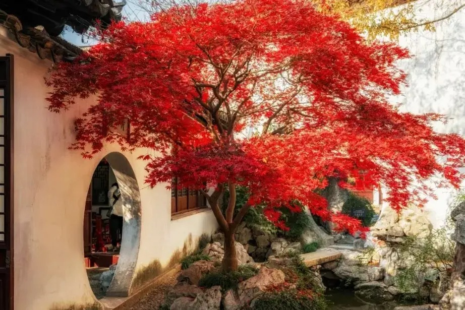 Cây cảnh phong thủy, cành lá tươi đẹp, hoa quả rực rỡ, mang điềm lành và sự bình yên cho ngôi nhà- Ảnh 6.