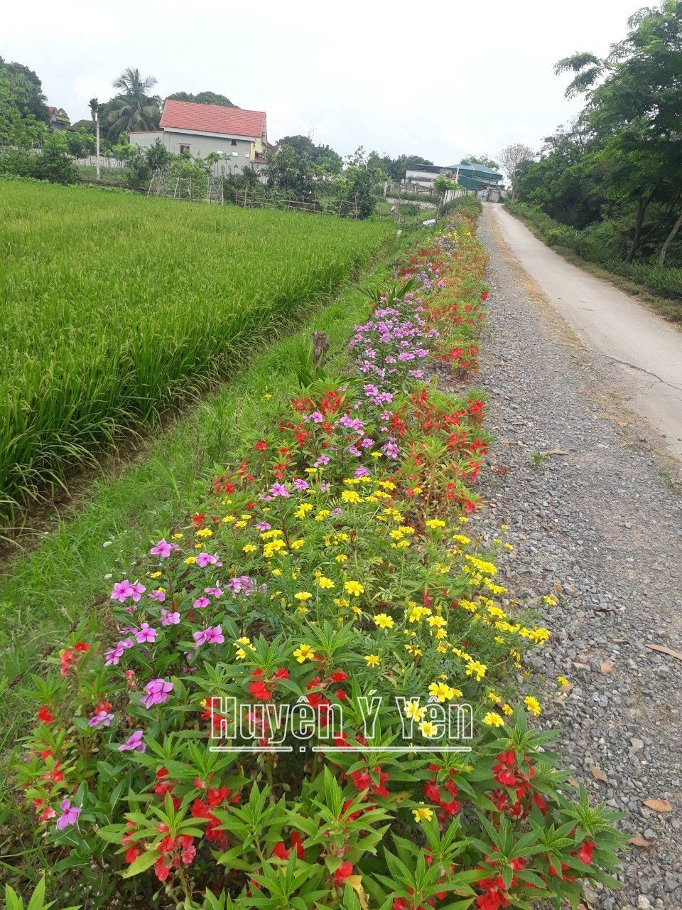 Một huyện ở Nam Định mà xã nào cũng có đường hoa nông thôn mới, có triền đê nở hoa đẹp như phim- Ảnh 1.