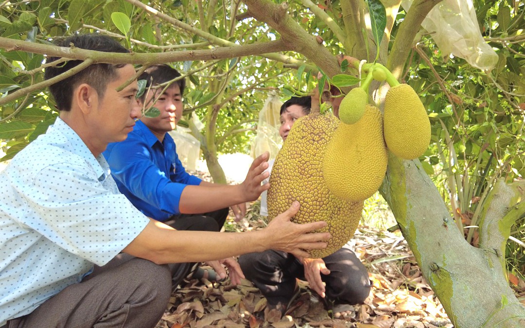 Trồng giống mít gì mà một nông dân Long An có thời điểm bán 100.000 đồng/kg vẫn đắt khách?