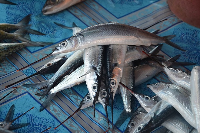 Loại cá có tên độc lạ, giàu chất dinh dưỡng, đem kho với dứa thành món ngon hao cơm- Ảnh 1.