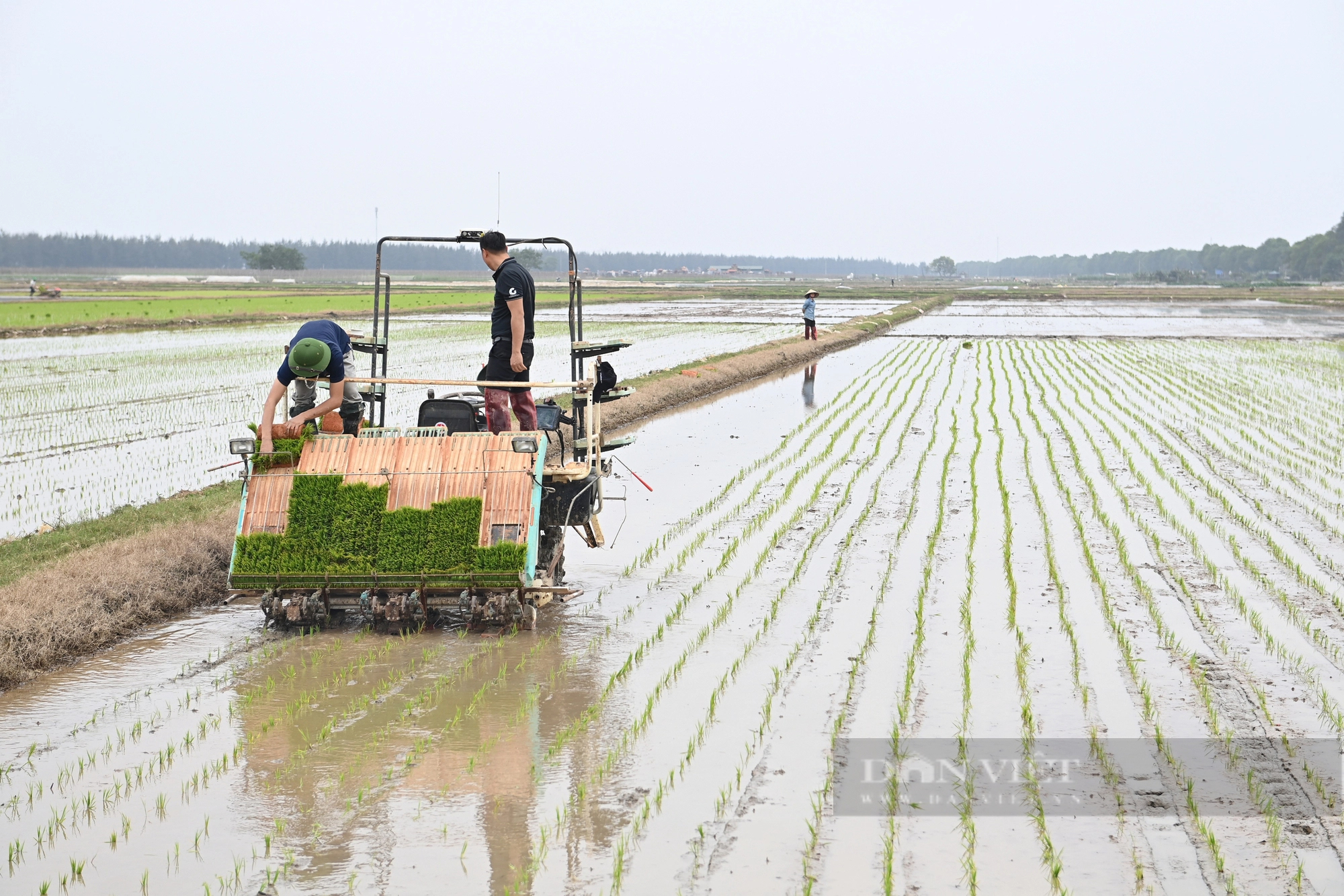 Ninh Bình: Lúa xuân đẻ nhánh khỏe, xanh tốt, nông dân phấn khởi- Ảnh 1.