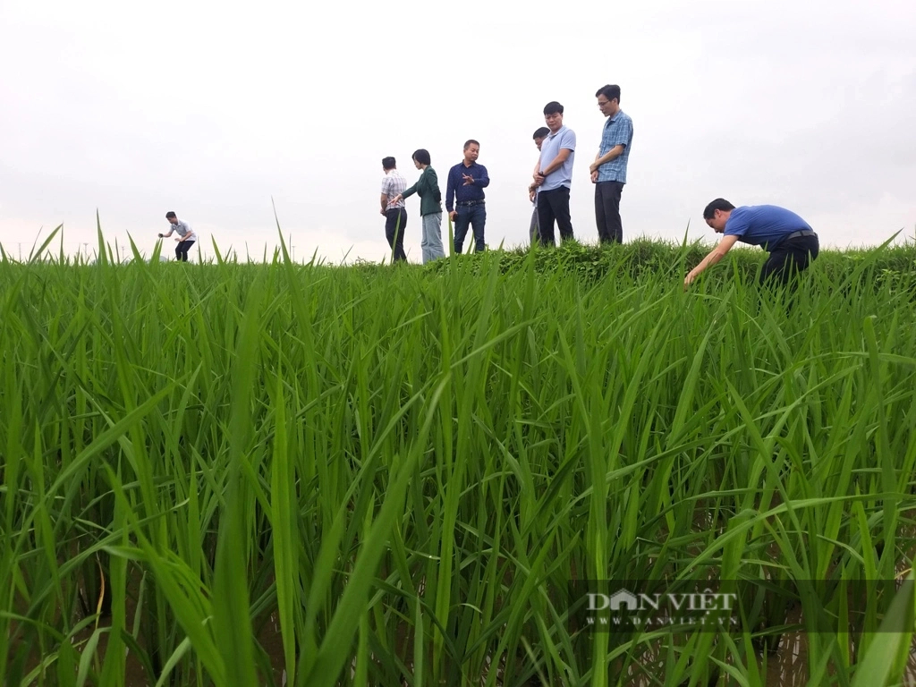 Ninh Bình: Lúa xuân đẻ nhánh khỏe, xanh tốt, nông dân phấn khởi- Ảnh 5.