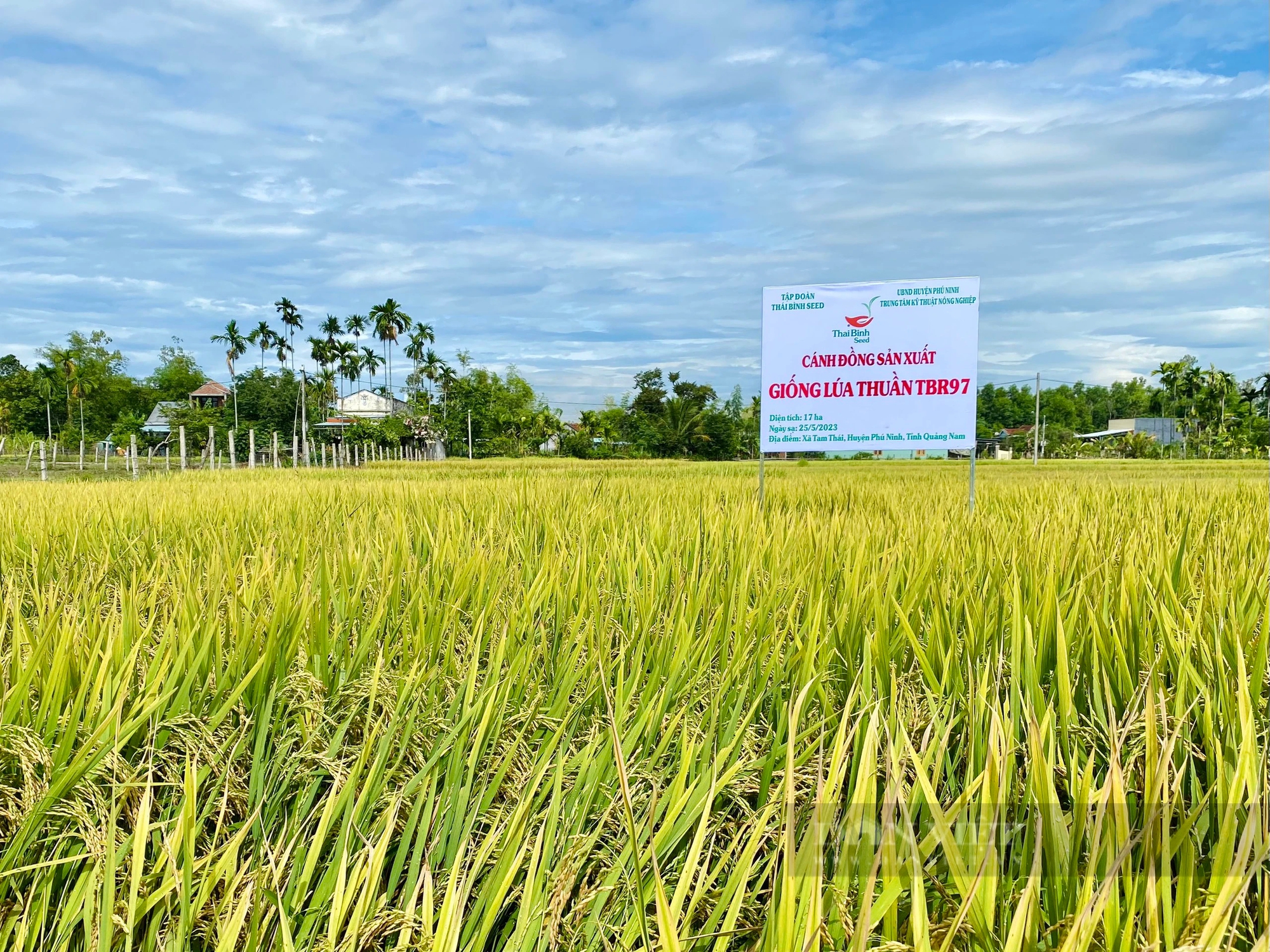 Quảng Nam: Giống lúa TBR97 chịu được thời tiết nóng, bông trĩu hạt, năng suất cao- Ảnh 1.