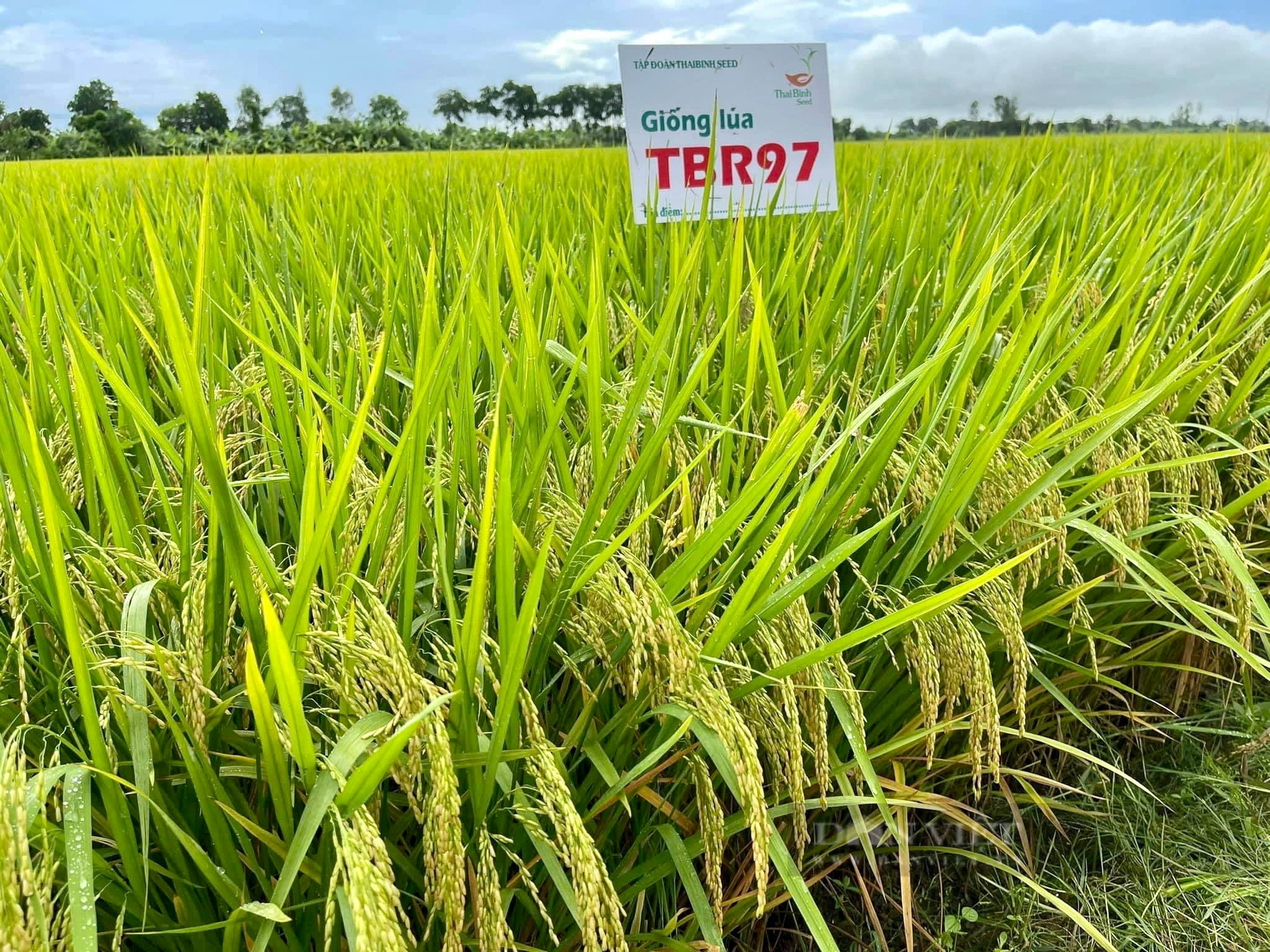 Quảng Nam: Giống lúa TBR97 chịu được thời tiết nóng, bông trĩu hạt, năng suất cao- Ảnh 2.