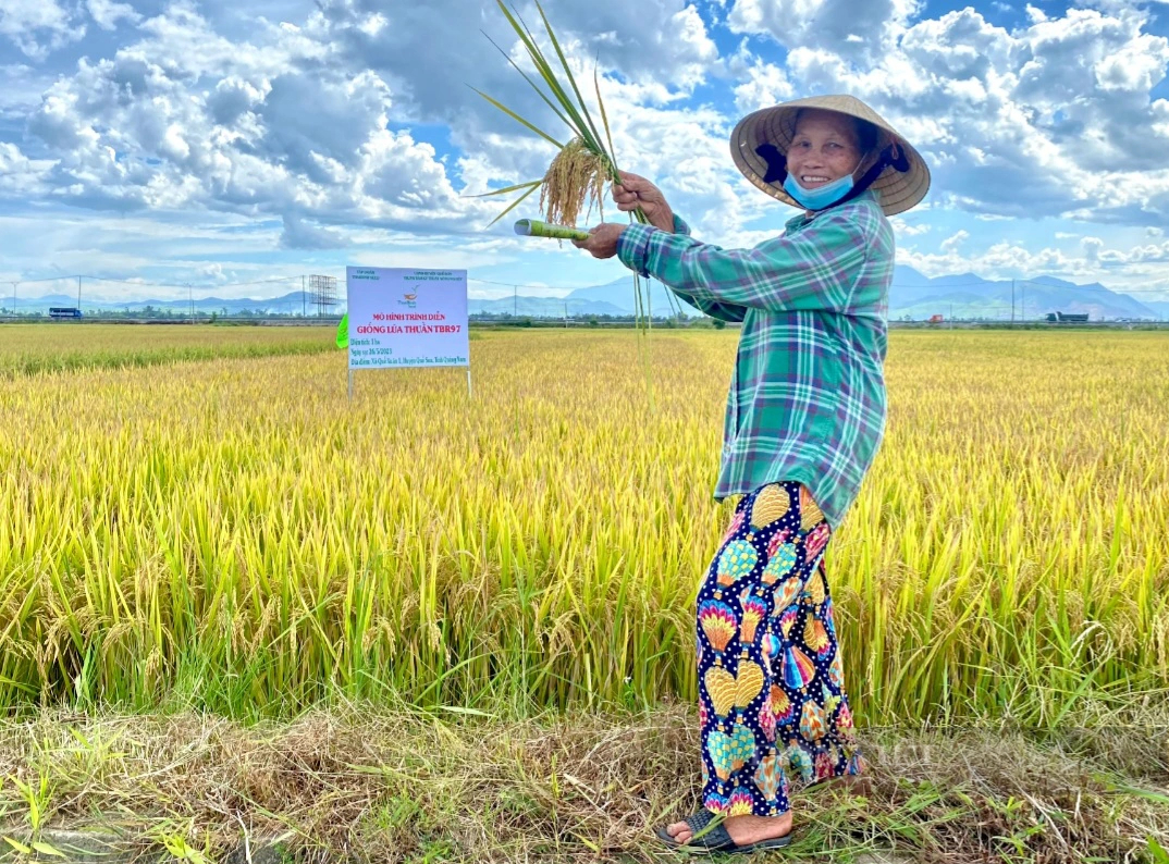 Quảng Nam: Giống lúa TBR97 chịu được thời tiết nóng, bông trĩu hạt, năng suất cao- Ảnh 3.
