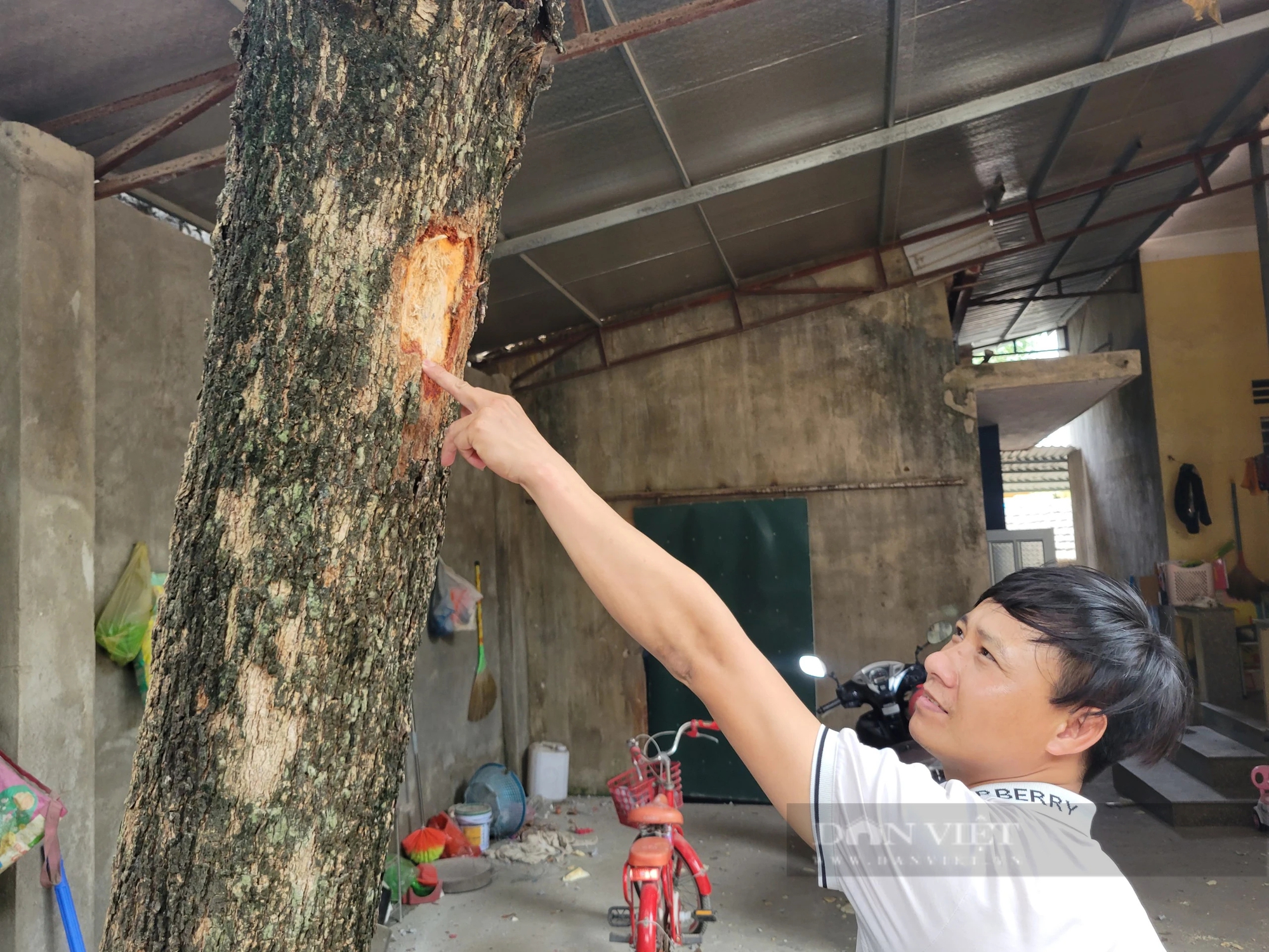 Thanh Hoá: Mỏ đá nổ mìn làm thủng nhà dân, xén cả thân cây bị ngưng hoạt động- Ảnh 3.