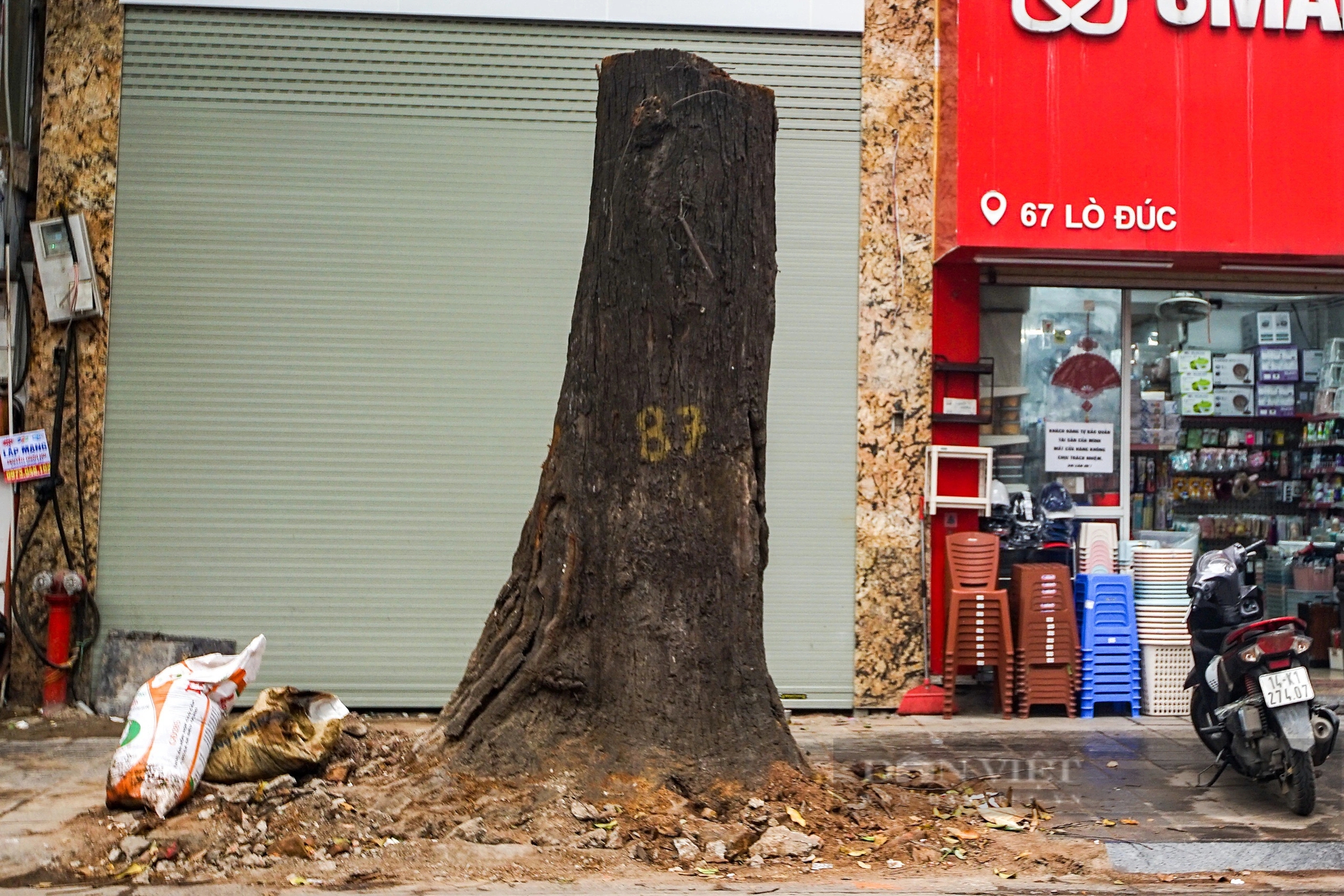 Cận cảnh hàng cây sao đen hơn 100 năm tuổi trên phố Lò Đúc, Hà Nội- Ảnh 3.
