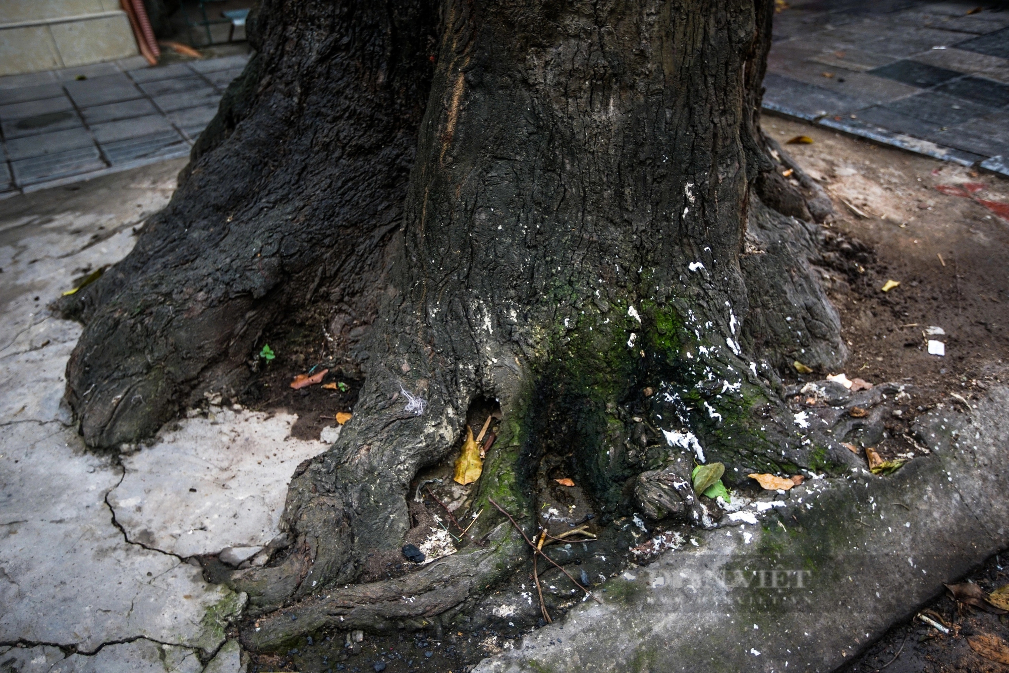 Cận cảnh hàng cây sao đen hơn 100 năm tuổi trên phố Lò Đúc, Hà Nội- Ảnh 6.