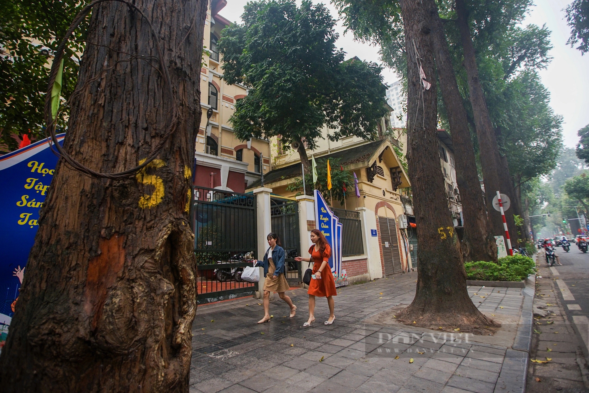 Cận cảnh hàng cây sao đen hơn 100 năm tuổi trên phố Lò Đúc, Hà Nội- Ảnh 7.