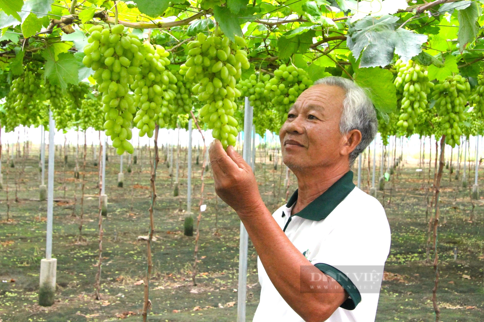 Ninh Thuận đang xây dựng 70 liên kết chuỗi giá trị nông nghiệp, cả tỉnh đã có 30 sản phẩm OCOP 4 sao- Ảnh 2.