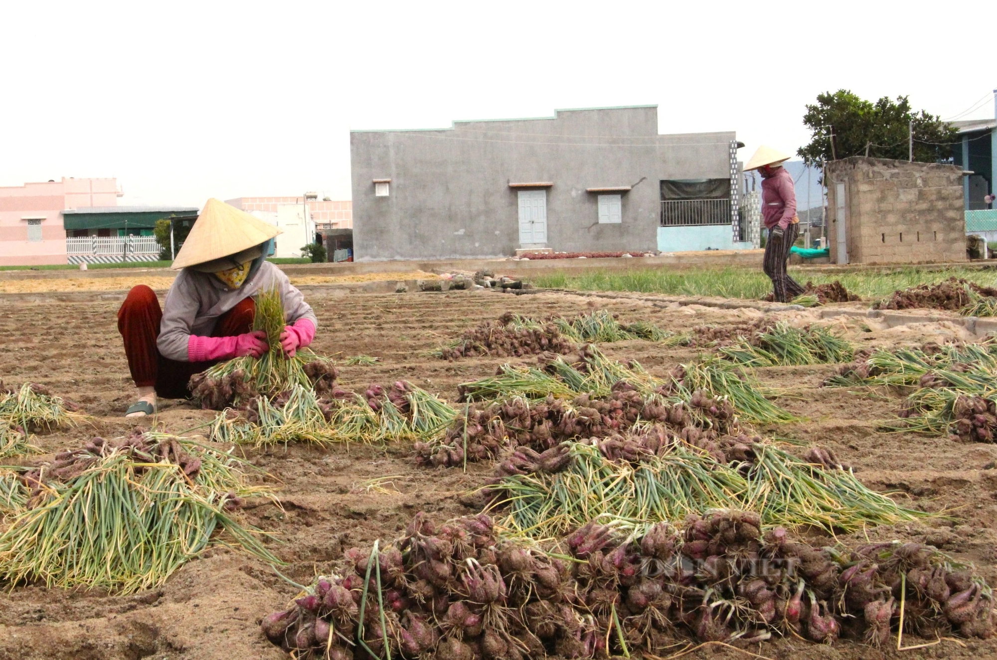 Ninh Thuận đang xây dựng 70 liên kết chuỗi giá trị nông nghiệp, cả tỉnh đã có 30 sản phẩm OCOP 4 sao- Ảnh 5.