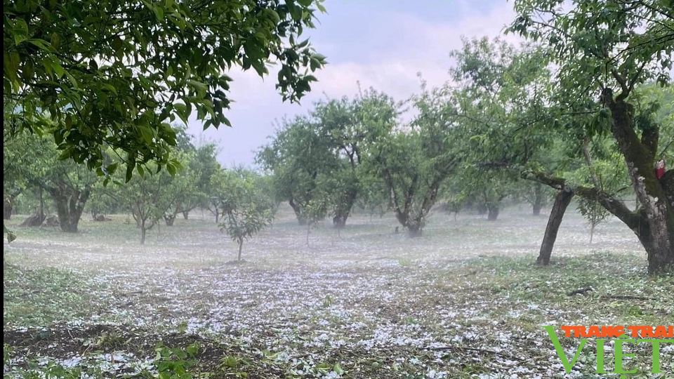 Dông lốc, mưa đá gây thiệt hại hàng nghìn ha cây ăn quả của nông dân Sơn La- Ảnh 2.