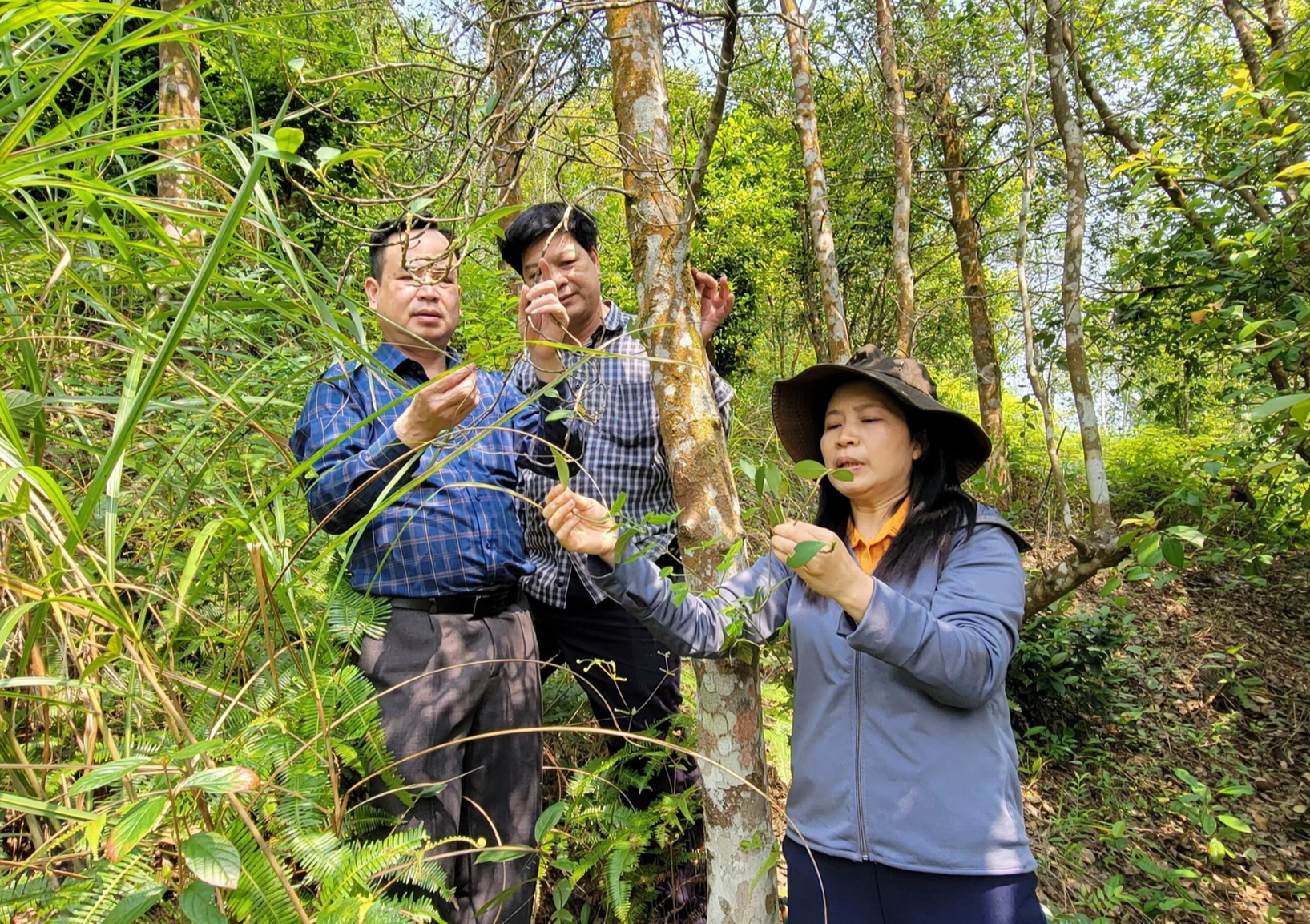 “Cây thoát nghèo” nhiễm bệnh lạ, tự nhiên rụng hết lá, người dân một huyện của Quảng Ninh lo lắng không yên- Ảnh 3.
