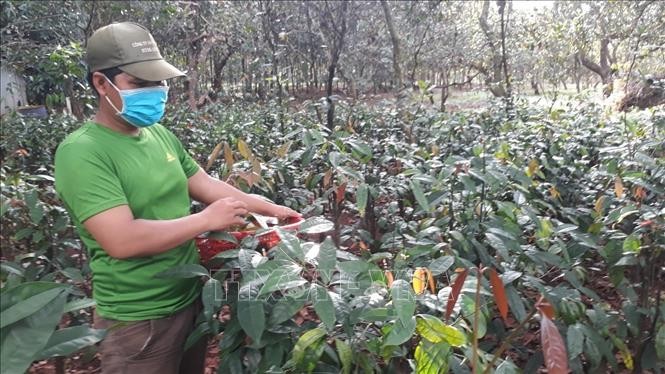 "Thuần hóa" thành công loại rau rừng mọc hoang dại, nông dân Bình Phước bán 80.000 đồng/kg ngon ơ- Ảnh 4.