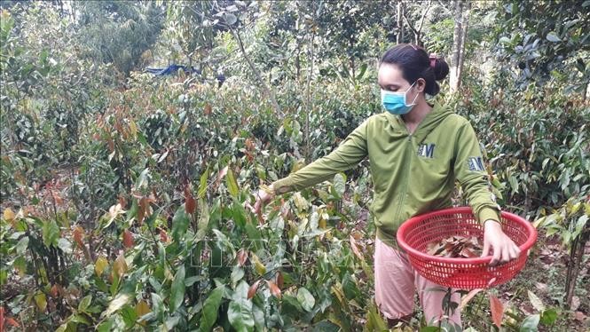 "Thuần hóa" thành công loại rau rừng mọc hoang dại, nông dân Bình Phước bán 80.000 đồng/kg ngon ơ- Ảnh 8.