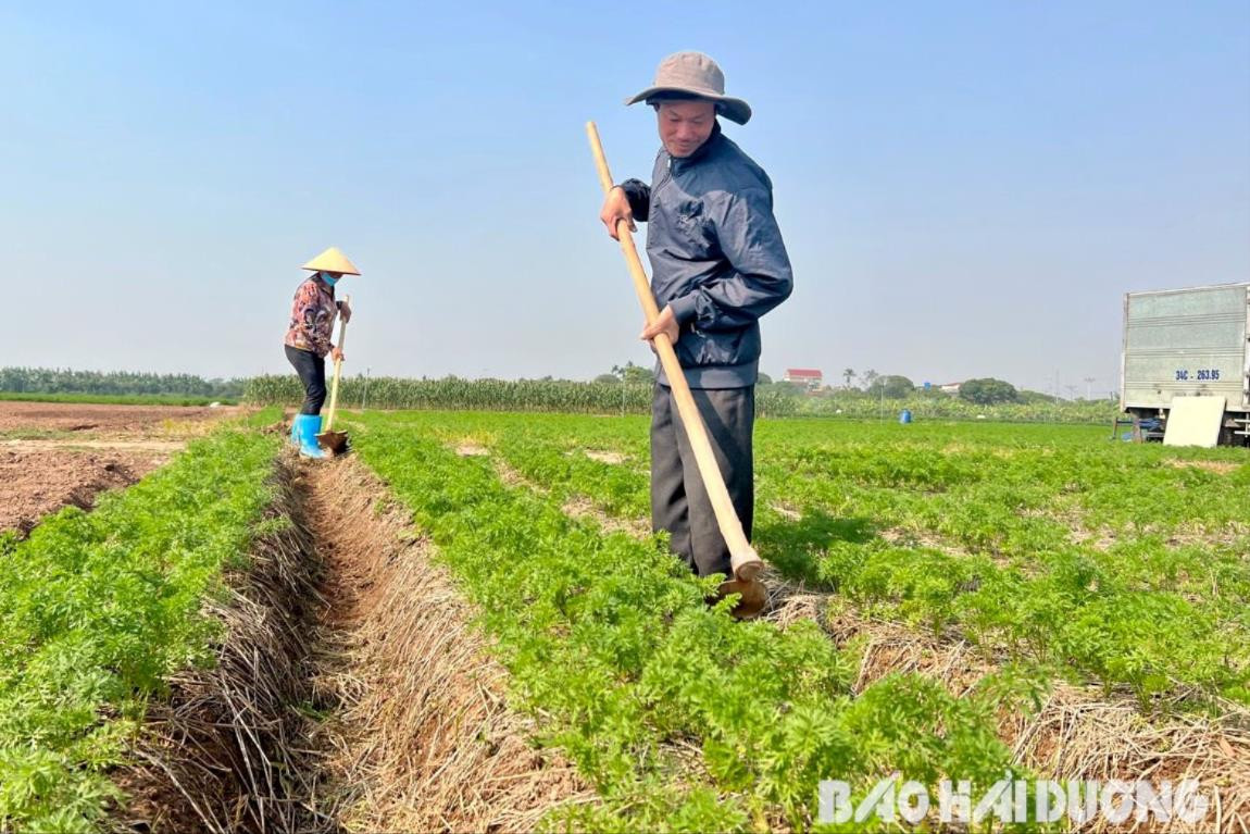 Một xã của tỉnh Hải Dương được coi là 'thủ phủ' của những 'địa chủ' mới, với 60 hộ có từ 2 - 20ha đất- Ảnh 2.