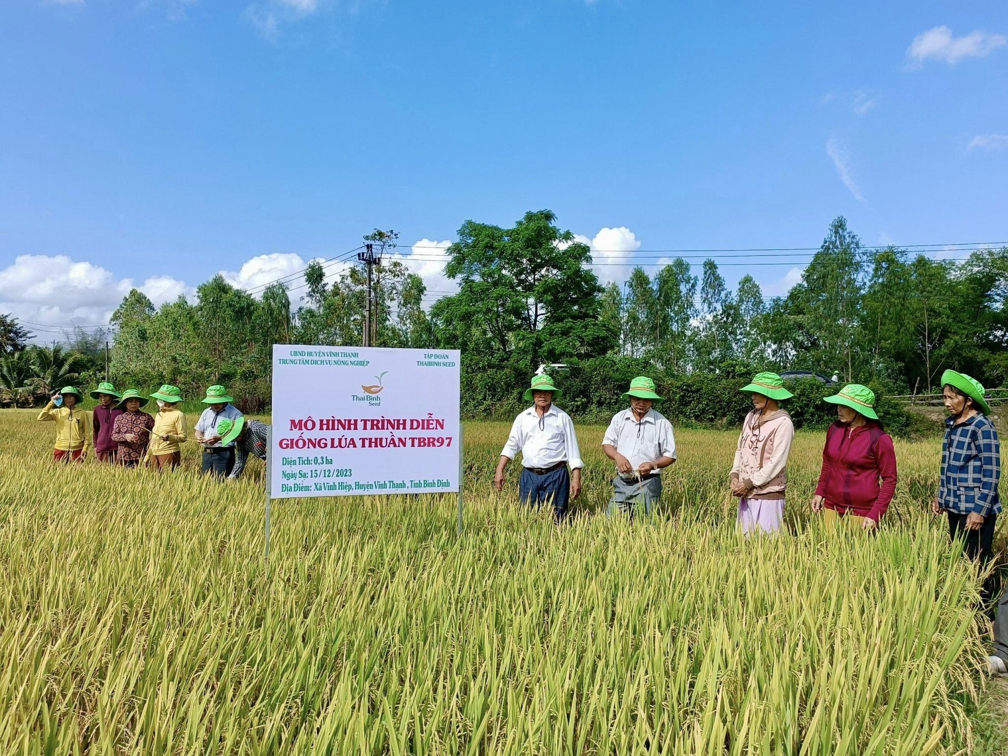 Giống lúa TBR97 tỏa sáng trên vùng đất Vĩnh Thạnh của tỉnh Bình Định- Ảnh 1.