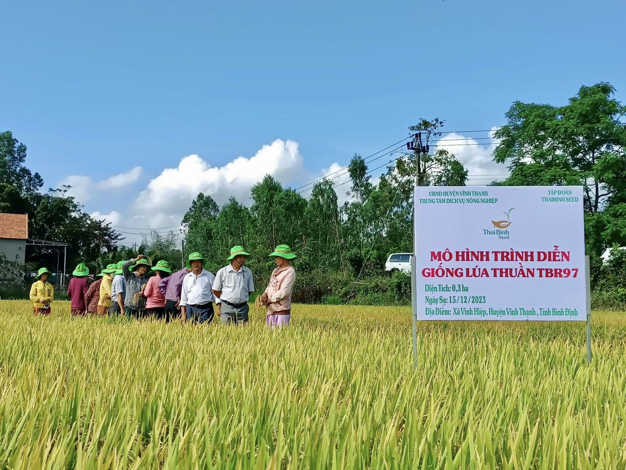 Giống lúa TBR97 tỏa sáng trên vùng đất Vĩnh Thạnh của tỉnh Bình Định- Ảnh 3.