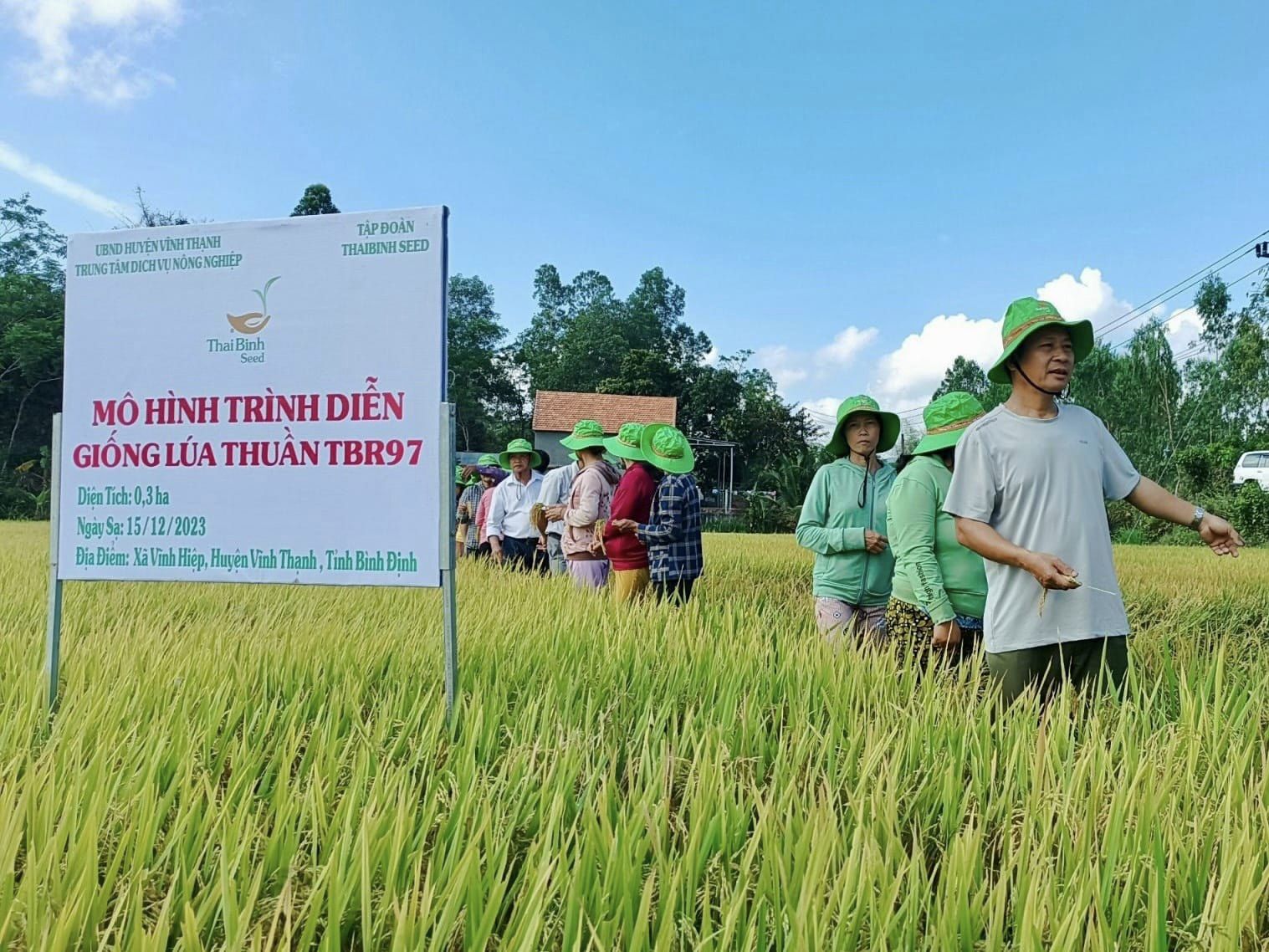 Giống lúa TBR97 tỏa sáng trên vùng đất Vĩnh Thạnh của tỉnh Bình Định- Ảnh 6.