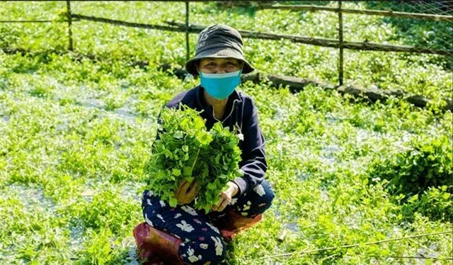 Loại rau sạch nhất Việt Nam, tưới nước giếng cổ 5.000 năm, rau sẽ chết nếu trồng nước bẩn- Ảnh 3.