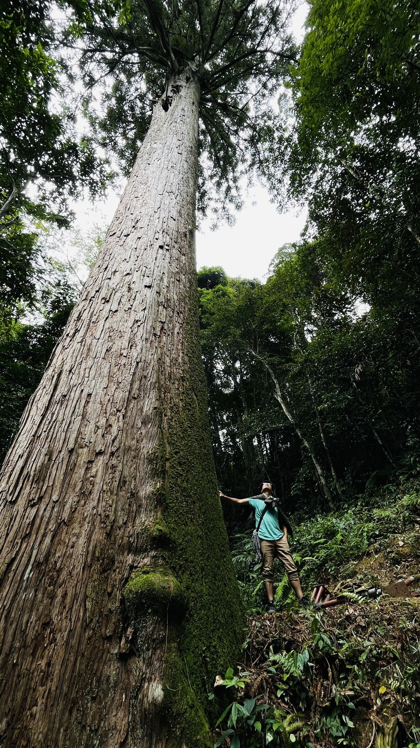 Theo truyền thuyết, ông Bành Tổ sống tới 800 năm đã ăn thua gì, cây cổ thụ này ở Thanh Hóa thọ 1.500 tuổi- Ảnh 4.