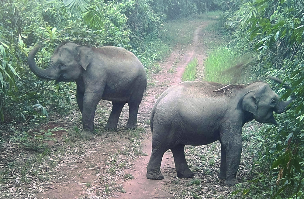 Đây là tỉnh có số lượng đàn voi hoang dã nhiều thứ 2 cả nước, vô một khu rừng đụng voi đi lang thang- Ảnh 5.