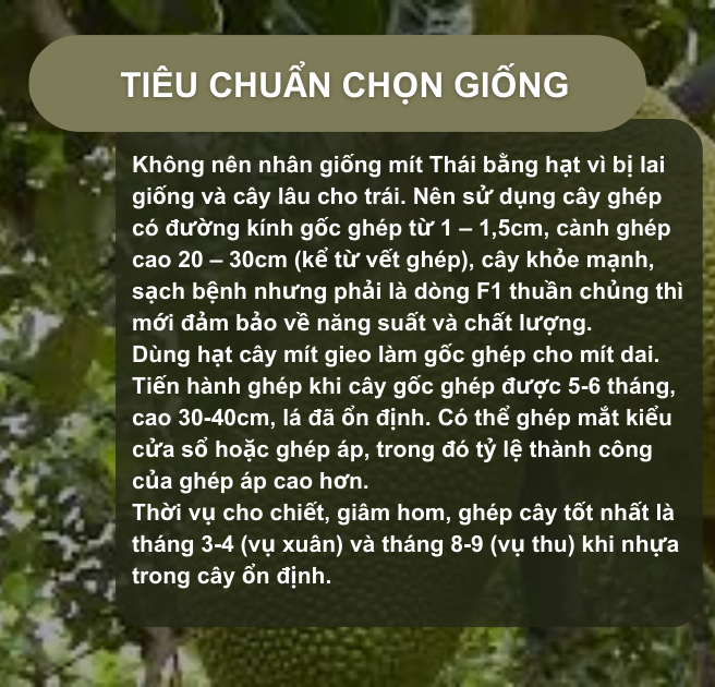 SỔ TAY NHÀ NÔNG: Kỹ thuật trồng cây mít Thái cho hiệu quả kinh tế cao- Ảnh 1.