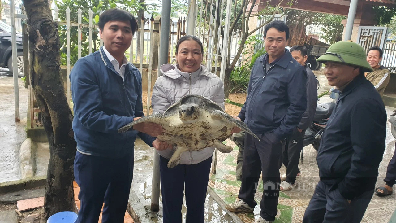 Mua được con rùa màu vàng cát quý hiếm nặng 18kg, người dân Hà Tĩnh giao nộp ngay cho kiểm lâm thả về biển- Ảnh 1.