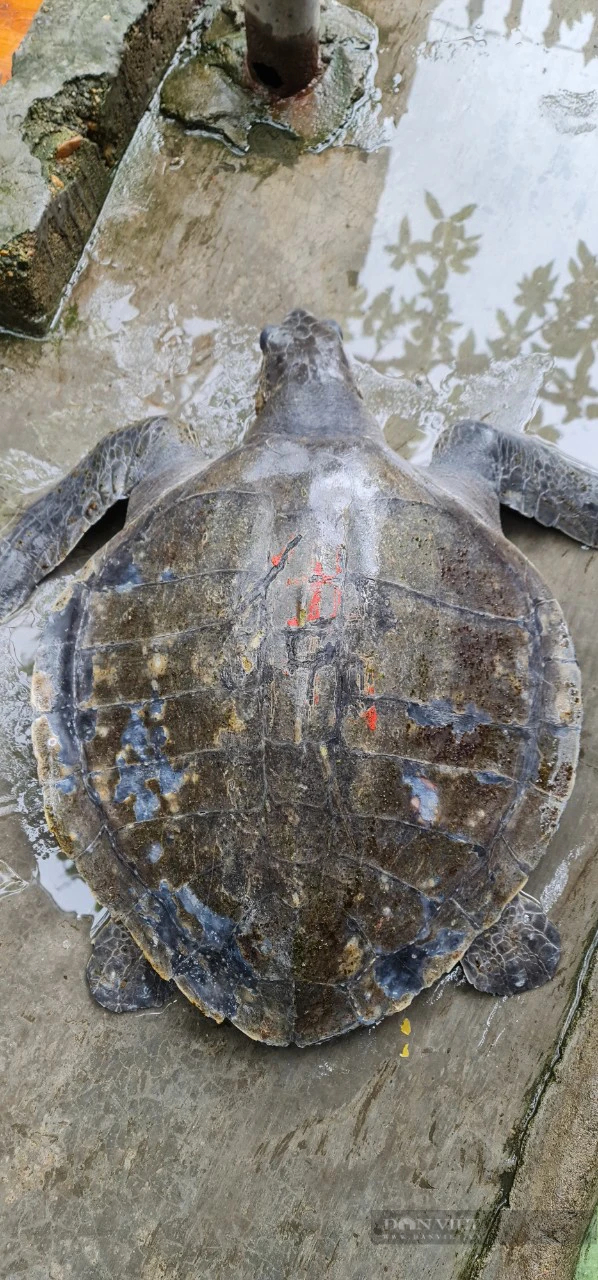 Mua được con rùa màu vàng cát quý hiếm nặng 18kg, người dân Hà Tĩnh giao nộp ngay cho kiểm lâm thả về biển- Ảnh 2.