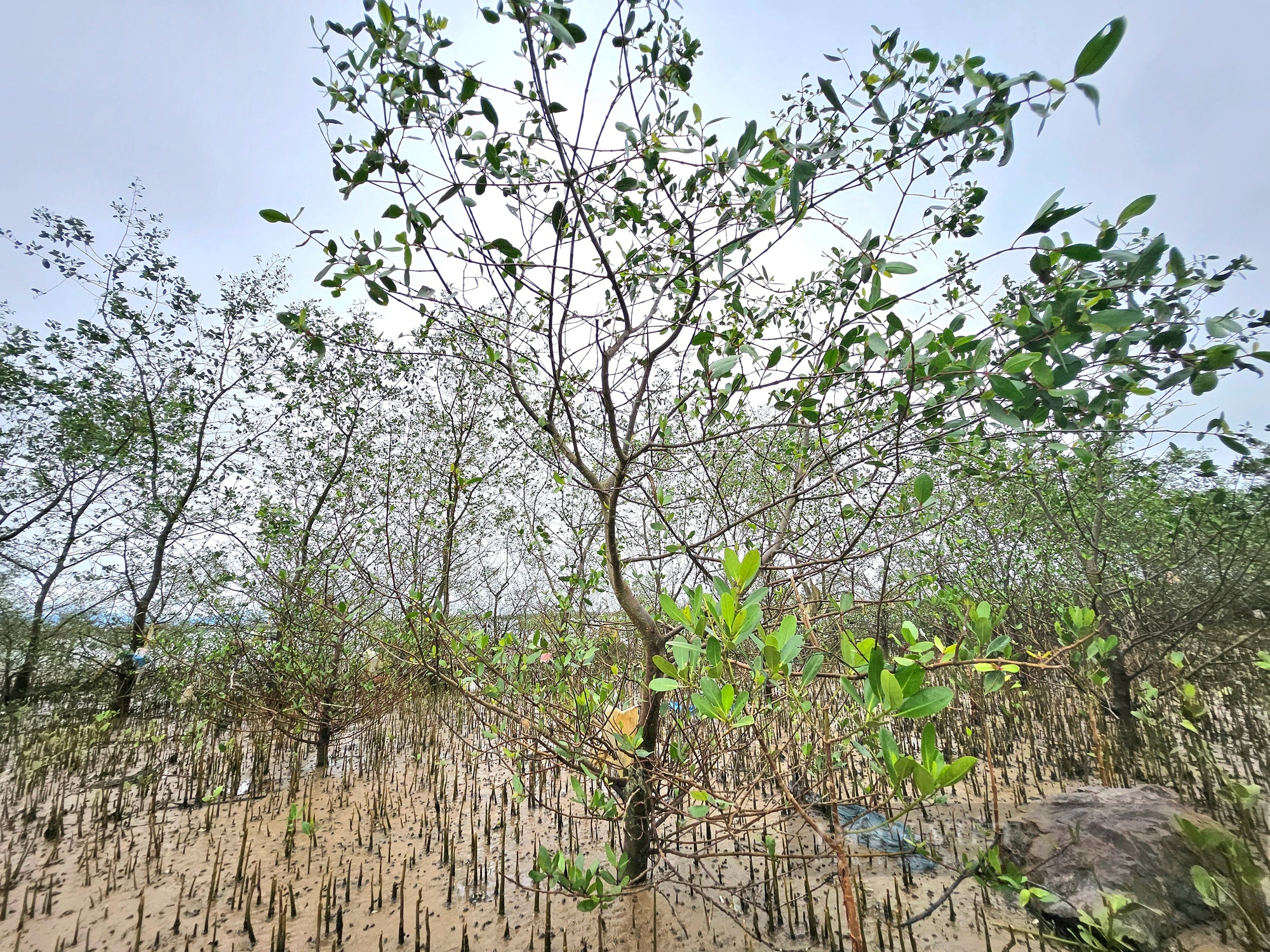 Ở khu rừng ở Quảng Bình, trên cây ra trái lạ, dưới vô số con đặc sản, chim hoang dã bay rợp mặt nước- Ảnh 3.