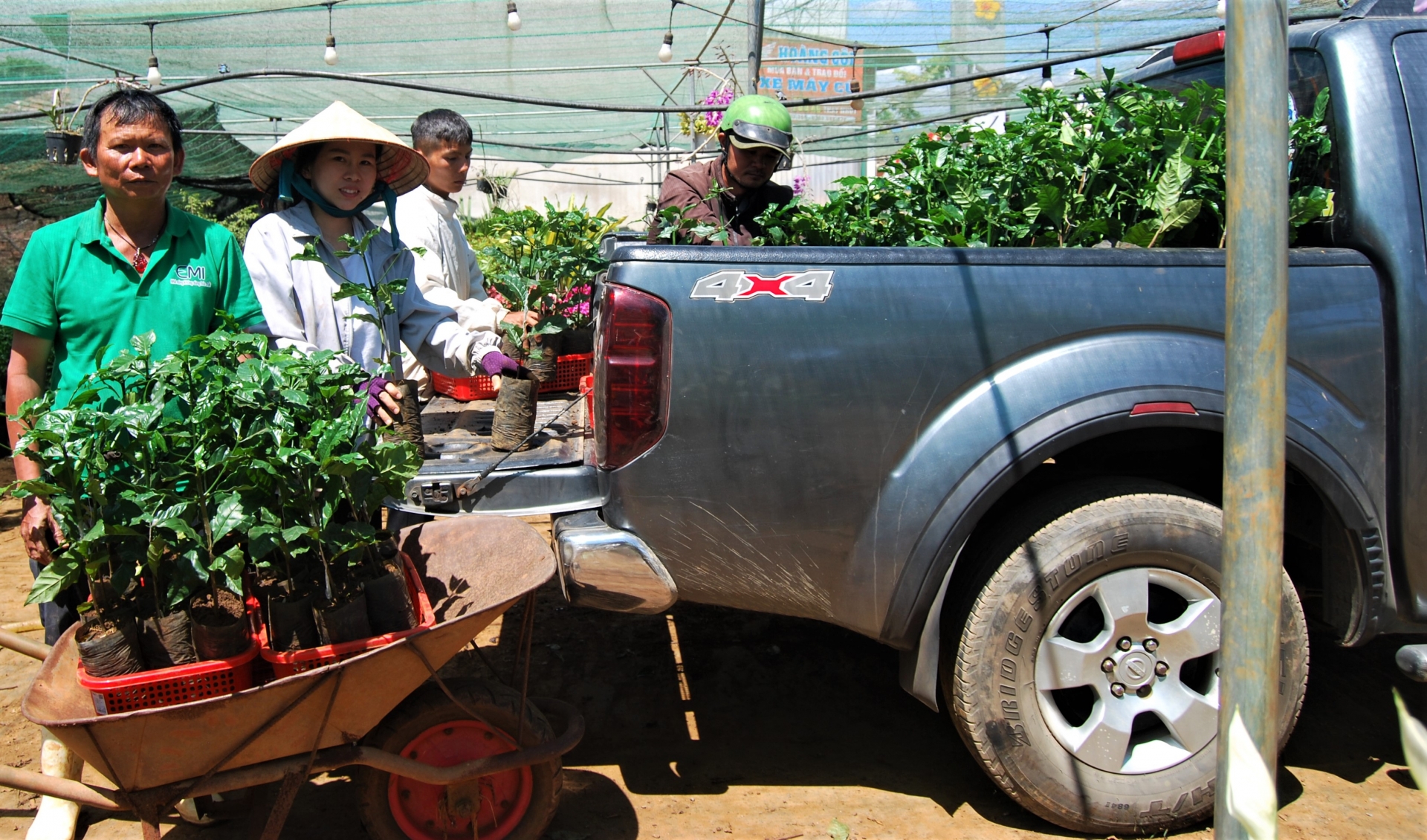 Đây là loại cây giống đang tăng giá tốt theo đà tăng giá của hạt cà phê ở Lâm Đồng- Ảnh 1.